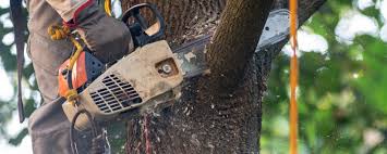 How Our Tree Care Process Works  in  Tara Hills, CA